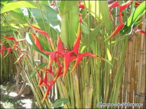 By the Sulu Sea — Chapter Three — The Aunt She Never Knew